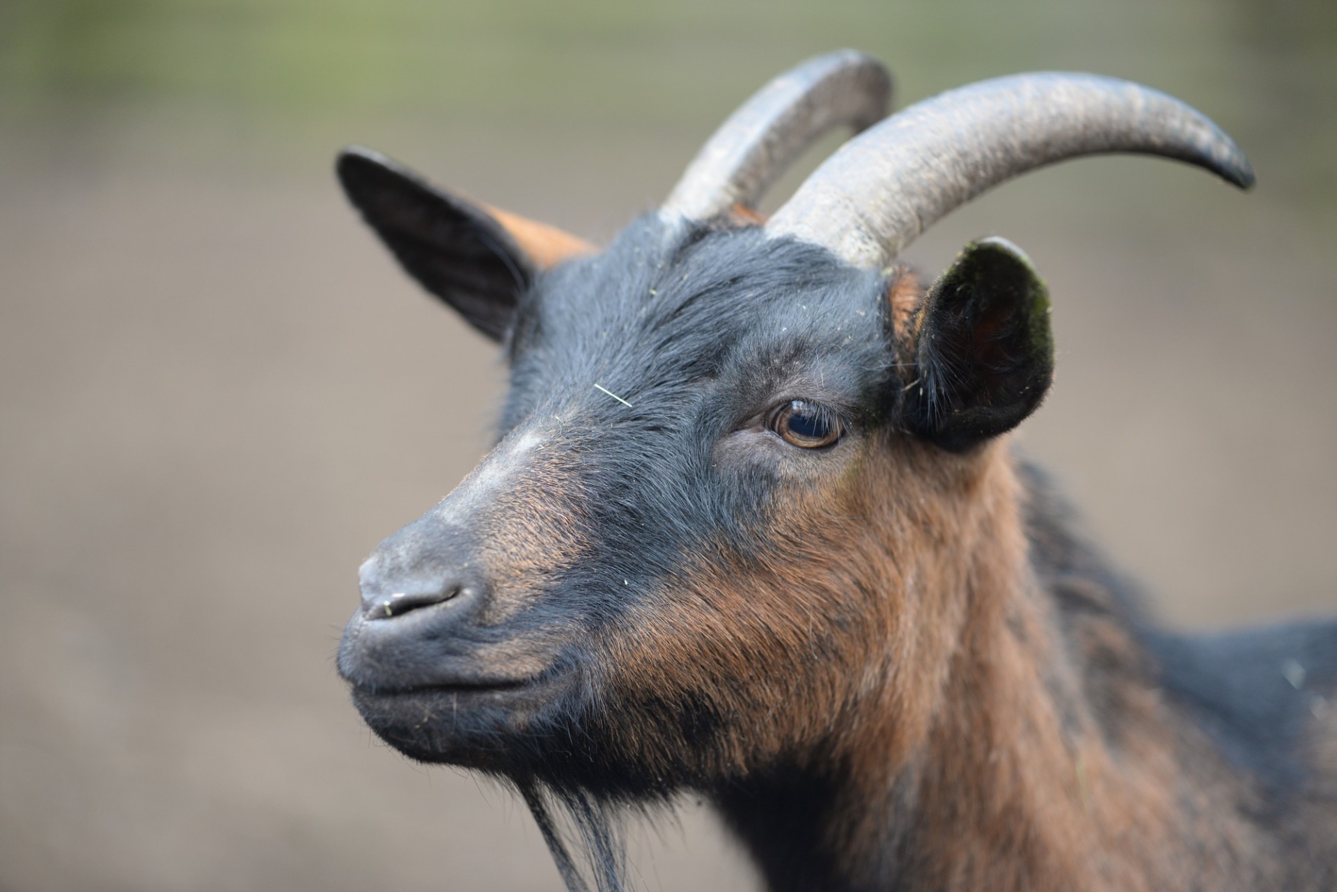 Zdroj obrázku: Webové stránky Zoo Olomouc